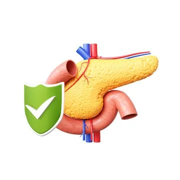 Pancreas isolated on white background Stock Illustration