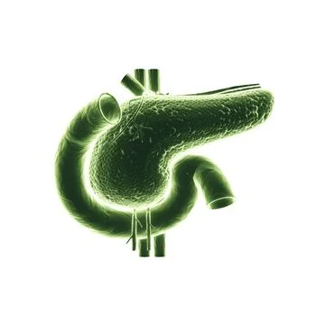 Pancreas isolated on white background Stock Illustration