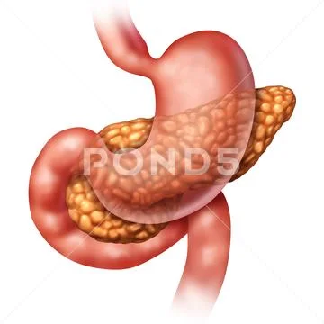 Pancreas Medical Concept Stock Illustration