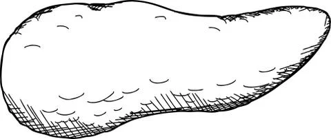 Pancreas outline Stock Illustration