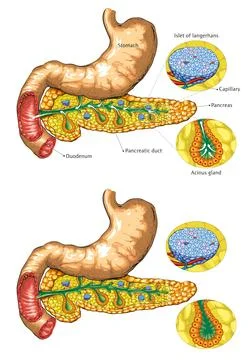 Pancreas Structure Diagram Illustrazione stock