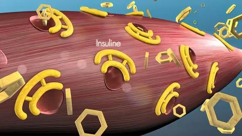 Pancreatic -Cell Electrical Activity and Insulin Secretion Stock Illustration