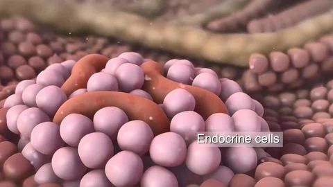 Pancreatic enzyme Stock Illustration