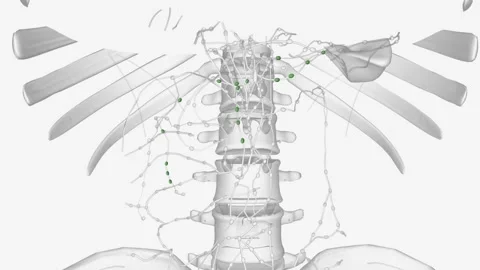 Pancreatic Iymph nodes Stock Footage 271034638
