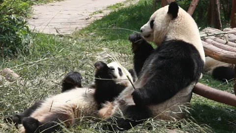 Panda 2 Eating Bamboo Video stock 211794957