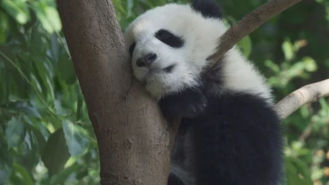 Panda baby bear sleeping on the tree Video stock 95268850