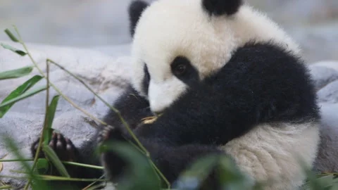 Panda baby Stock Footage 264020516