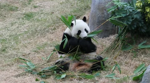 Panda bamboo bear Stock Footage 12745291