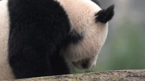 Panda bear behaviour in the nature habitat. Portrait of Giant Panda, Ailuropoda  Stock Footage 238523290