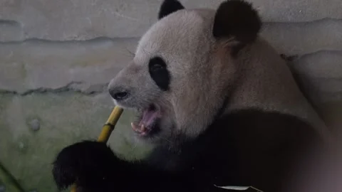 Panda bear behaviour in the nature habitat. Portrait of Giant Panda, Ailuropoda  Stock Footage 238523358