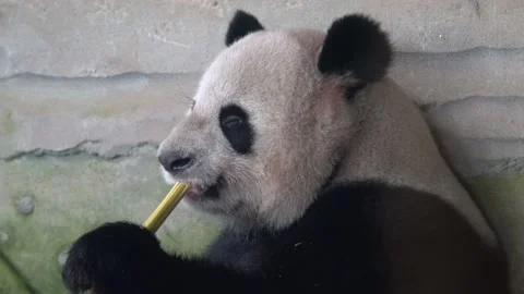 Panda bear behaviour in the nature habitat. Portrait of Giant Panda, Ailuropoda  Stock Footage 238523524