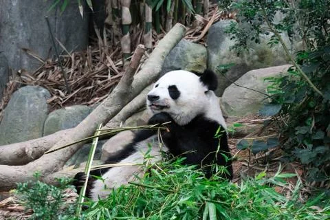Panda bear close up shot while eating bamboo Stock Photos