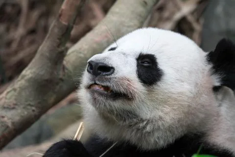 Panda bear close up shot while eating bamboo Stock Photos