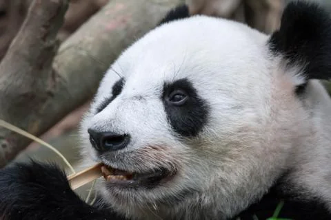 Panda bear close up shot while eating bamboo Stock Photos
