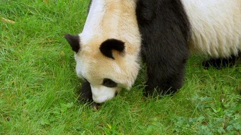 Panda Bear Close Up Slow Motion Chinese Giant Cute Endangered Species Stock Footage 85106137
