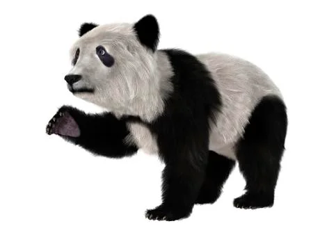 Panda Bear Cub Stock Illustration