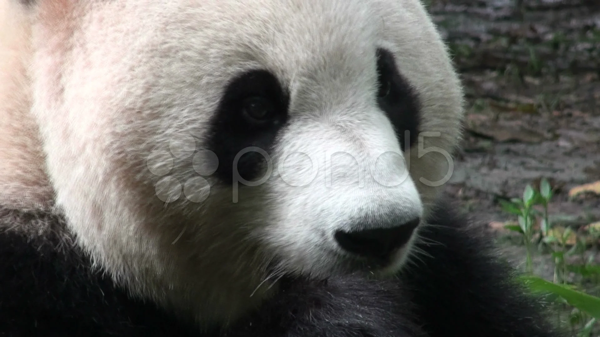 giant panda bear face