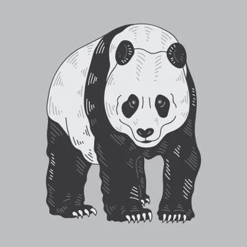 Panda Bear Drawing Illustration Stock Illustration