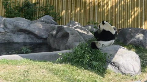 Panda Bear Eating Bamboo Stock Footage 42857710