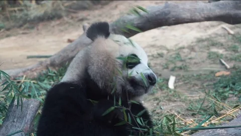 A panda bear eating bamboo Video stock 75655930