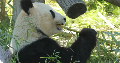 Panda bear eating bamboo. Panda bear behaviour in the nature habitat. Portrait o Stockbeeldmateriaal 164863307
