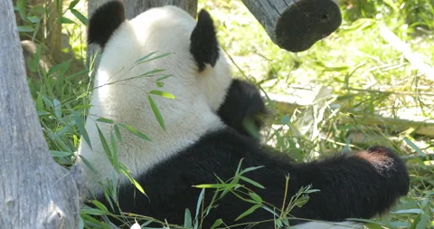 Panda bear eating bamboo. Panda bear behaviour in the nature habitat. Portrait o Stock Footage 164863505