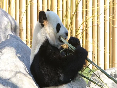 A Panda Bear Eating Bamboo at the Toronto Zoo Vidéo 74860152