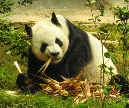 Panda bear eating bambu Stock Photos