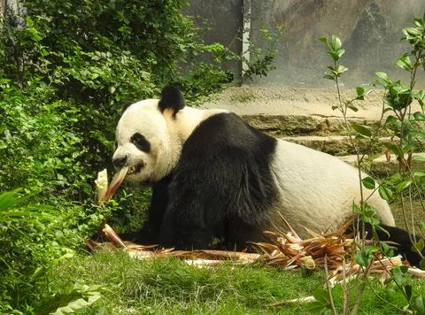 Panda bear eating bambu Stock Photos