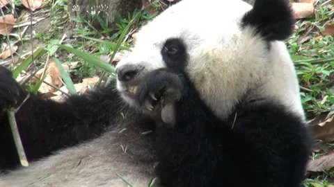 Panda bear eats bamboo Stock Footage 132022660
