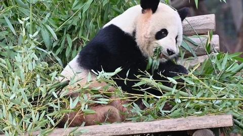 Panda bear eats  bamboo leaves Video stock 107149224