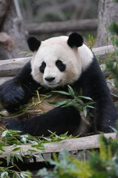 Panda bear eats bamboo Stock Photos
