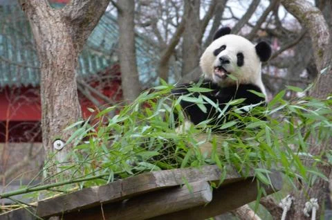 Panda bear eats bamboo Stock Photos