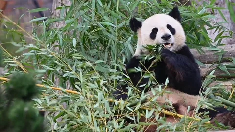 Panda bear eats green leaves Video stock 107215633