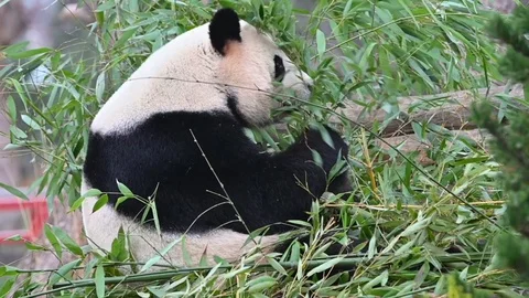 Panda bear eats  while sitting Video stock 107153545