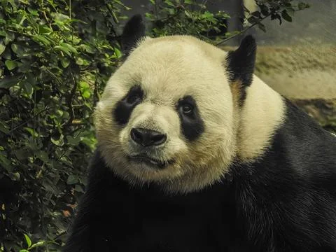 Panda bear face Stock Photos