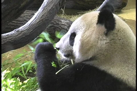 Panda Bear Vídeos de archivo 142607