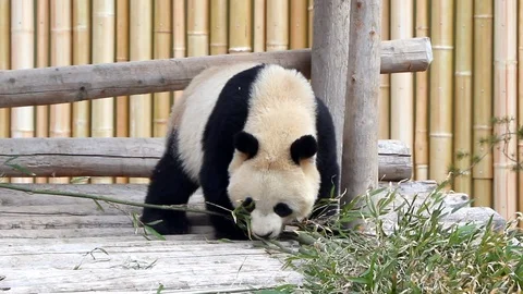 Panda Bear Stock-Footage 87270302