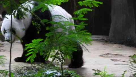 Panda Bear Stock Footage 137147898