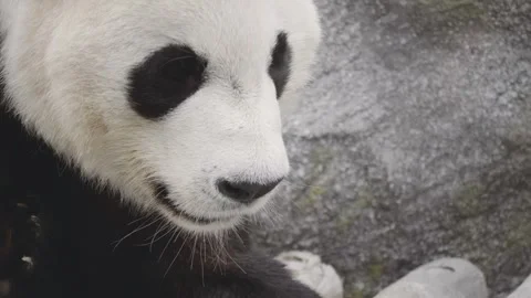 Panda bear Stock Footage 314908218