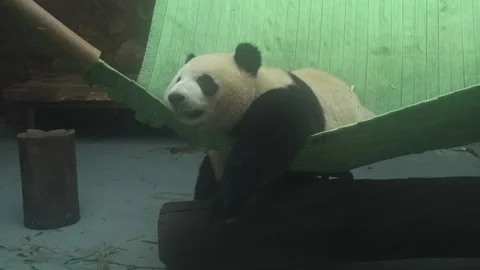Panda bear hanging out in the zoo at Chengdu China Stock Footage 245670204