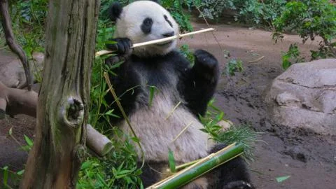 Panda bear having some Bamboo 写真素材