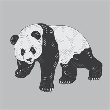 Panda bear illustration Stock Illustration