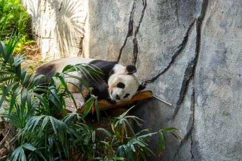 Panda bear laying down resting and looking Foto stock