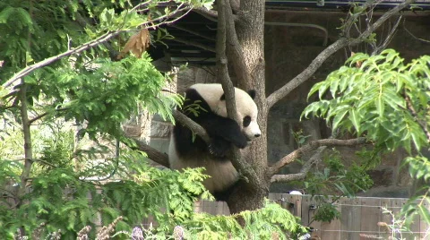 Panda bear part two Stock-Footage 97910