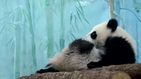 A panda bear is perched on a high tree branch, displaying its unique black and Stock Footage 271219831