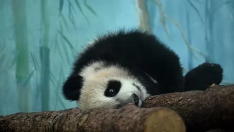 A panda bear is perched on a high tree branch, displaying its unique black and Stock Footage 274628483