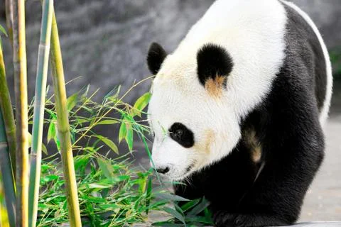 Panda Bear Stock Photos