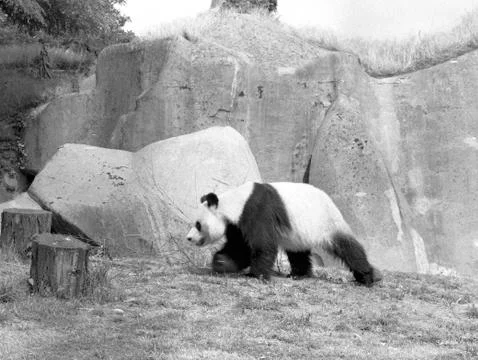 Panda  bear Stock Photos