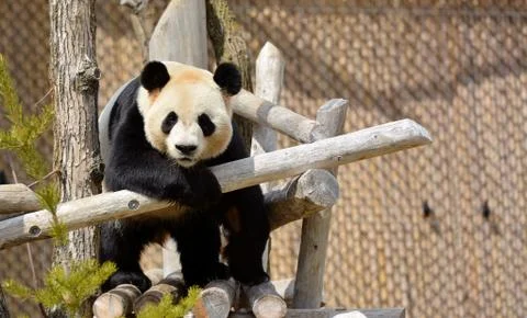 Panda bear Stock Photos
